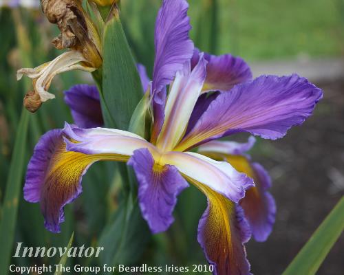 Innovator 1.7 (1)